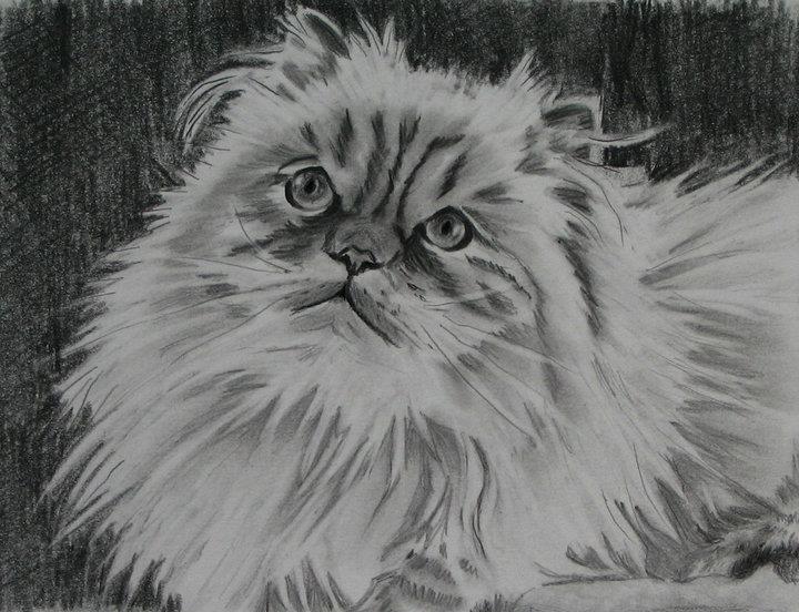 Persian cat