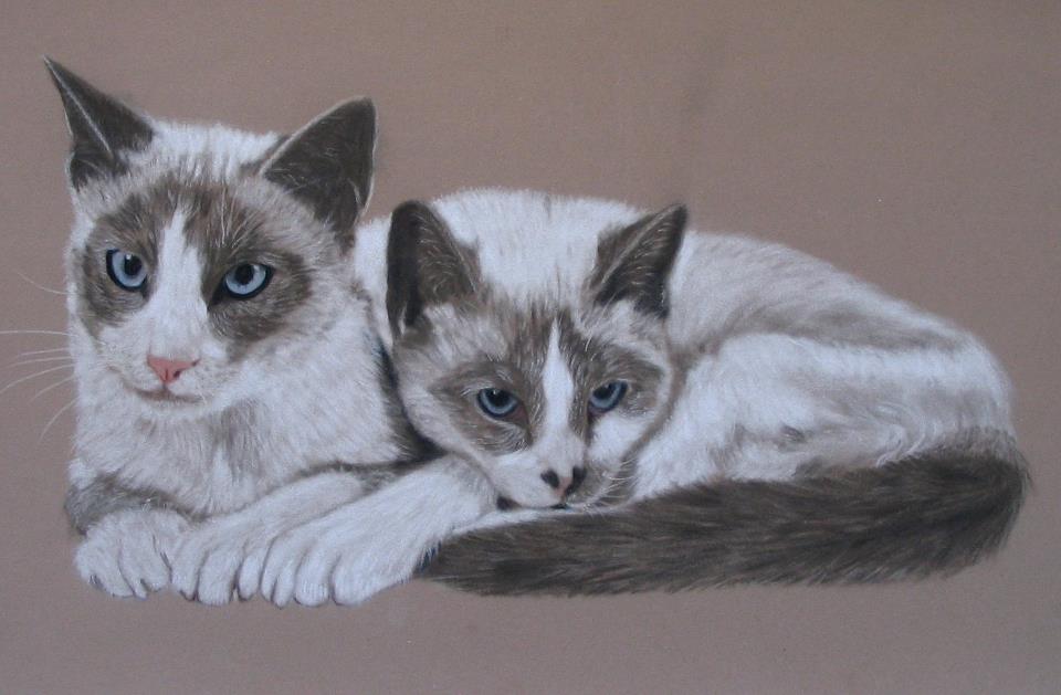 Siamese cats