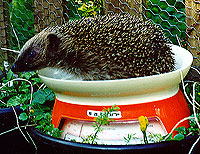 Photo of hedgehog