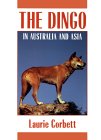 dingo