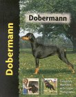 dobermann