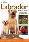 labrador