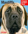 mastiff