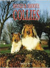 rough collie