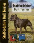 staffie copy