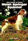 welsh springer