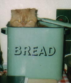 Joe in bread bin