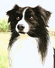 collie2