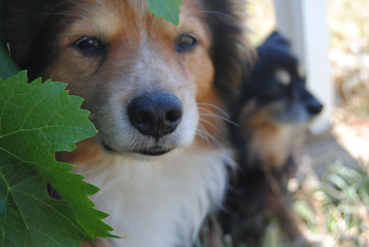 dog garden