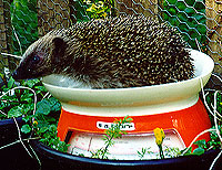 hedgehog1