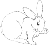 rabbit