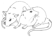 rats