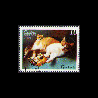 Cuban cat with kittens