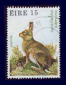 eire_hare-lg.jpg