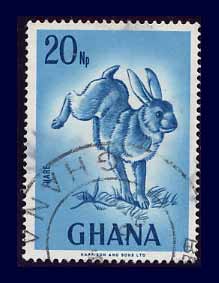 ghana_hare-lg.jpg